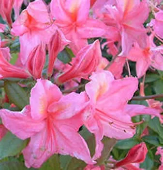 Azalea Mollis Rose Pink
